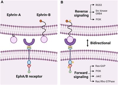 Roles of Eph-Ephrin Signaling in the Eye Lens Cataractogenesis, Biomechanics, and Homeostasis